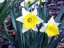 دافودیل,Wild jonquil, Daffodil
